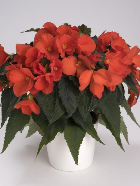 Begonia - Florencio Orange