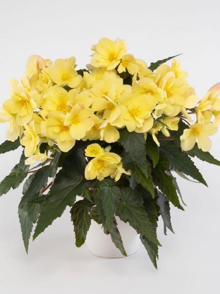 Begonia - Florencio Yellow