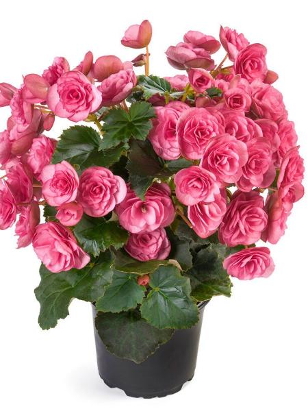 Begonia - Hiemalis Rhodee Pink
