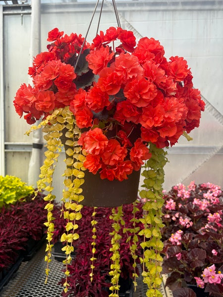 Hanging Basket - Begonia Cocoa Orange
