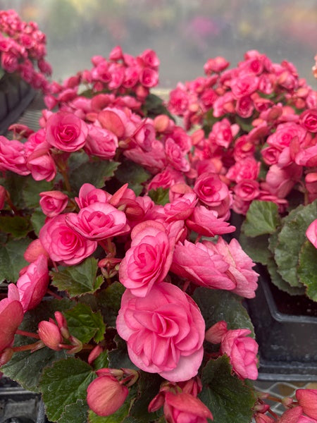 Begonia - Hiemalis Rhodee Pink