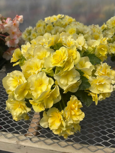 Begonia - Hiemalis Solenia Yellow
