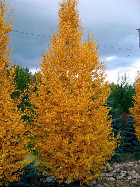 Birch - Chickadee - 5 Gallon