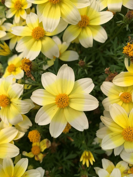 Bidens Spicy Electric White