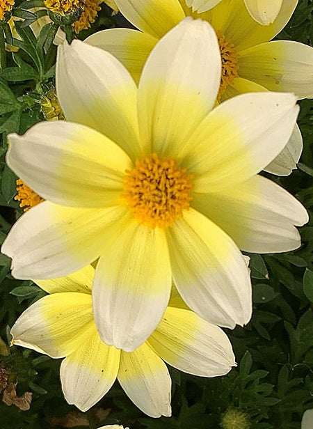 Bidens Spicy Electric White
