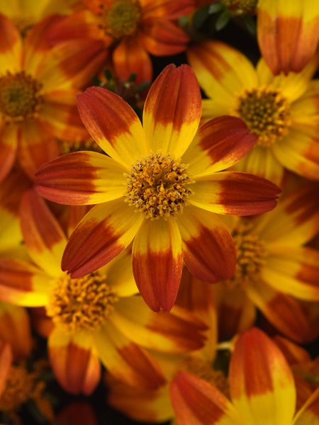 Bidens - Bee Alive
