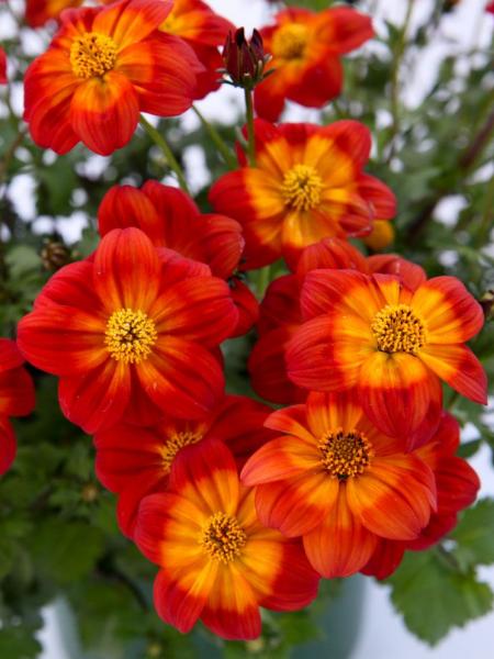 Bidens - Blazing Ring of Fire