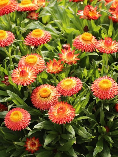 Bracteantha - Cottage Bronze
