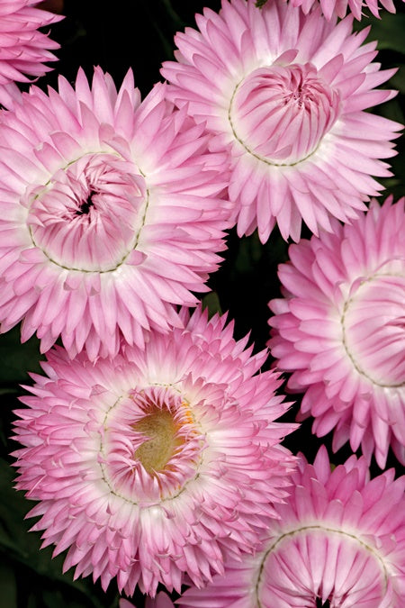 Bracteantha - Cottage Pink
