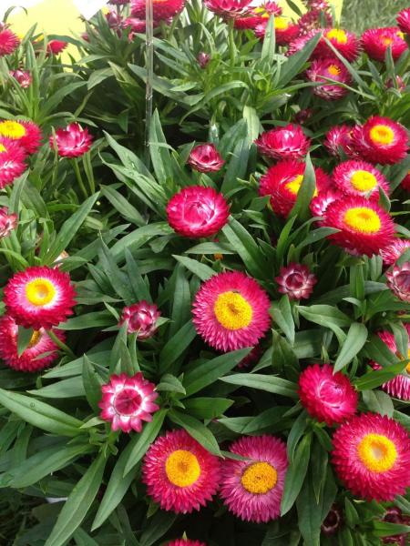 Bracteantha - Cottage Rose