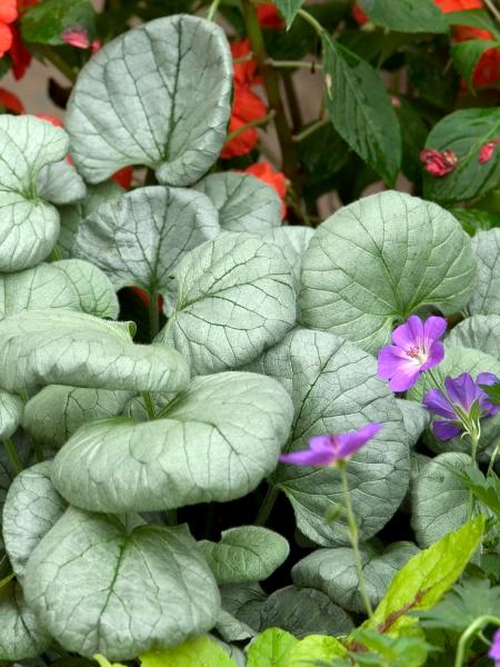 Brunnera Bugloss Looking Glass