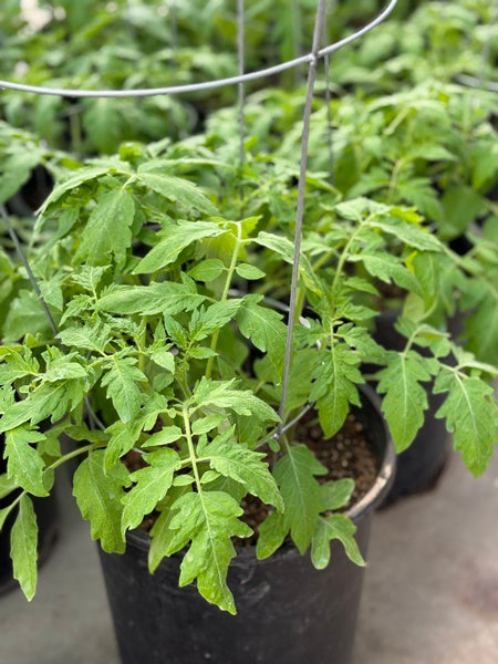 Vegetable - Tomato Bush Beefsteak w/cage 5 Gallon Pot