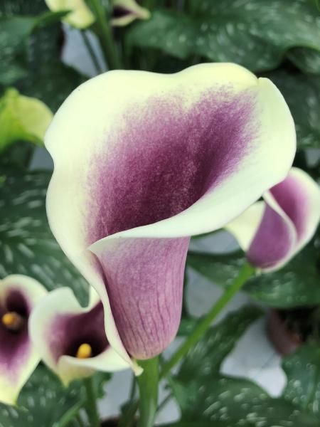 Calla Lily - Picasso