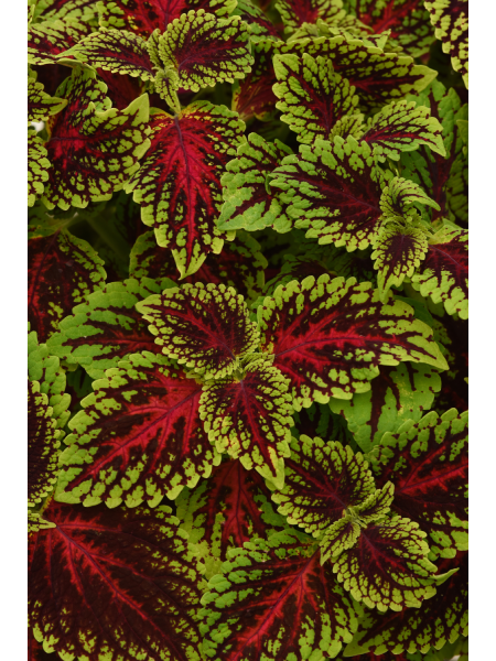 Coleus - Charged Up Dragon Heart