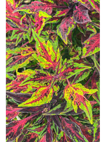 Coleus - Flame Thrower Chili Pepper
