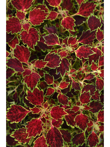 Coleus - Trailblazer™ Glory Road