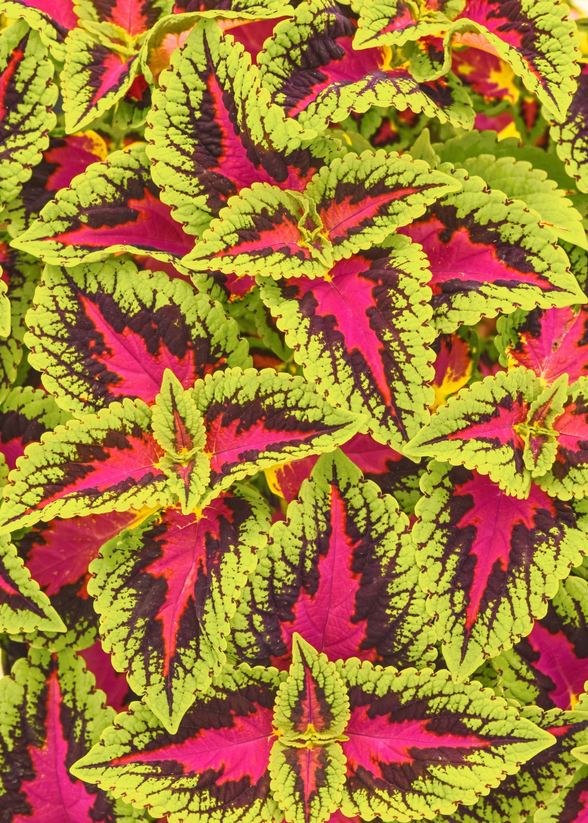 Coleus - Volcanica French Quarter