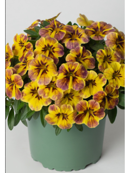 Calibrachoa - Caliloco Jolly Tiger
