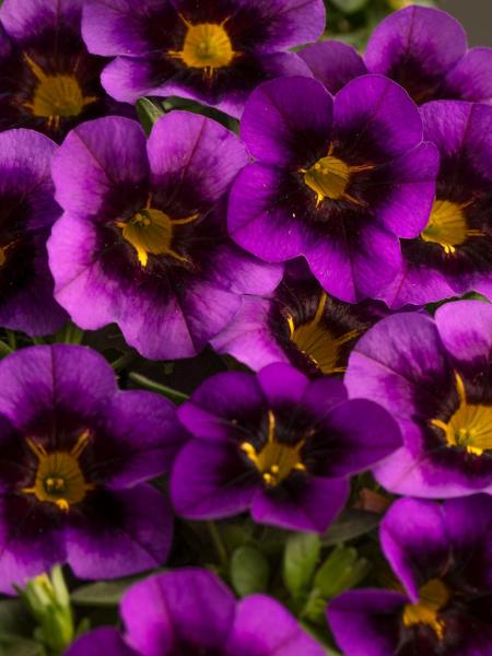 Calibrachoa - Eyecatcher Purple