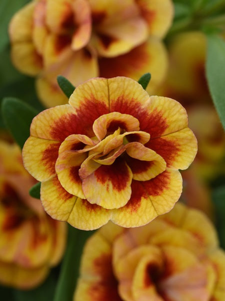 Calibrachoa -  MiniFamous Neo DBL Orangetastic