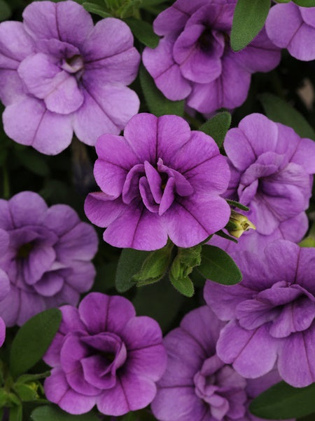 Calibrachoa -  MiniFamous Neo DBL Amethyst