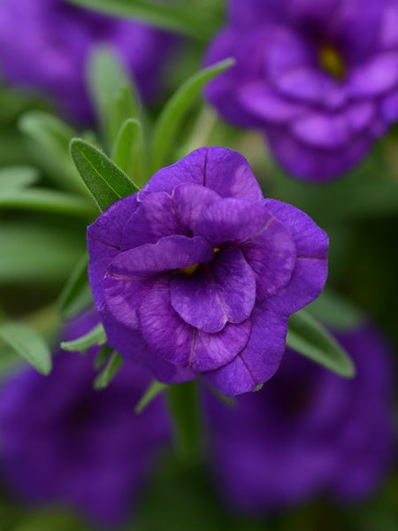 Calibrachoa -  MiniFamous Neo DBL Dark Blue