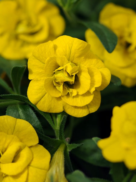 Calibrachoa -  MiniFamous Neo DBL Deep Yellow