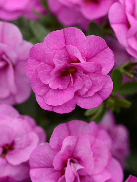 Calibrachoa -  MiniFamous Neo DBL Pink
