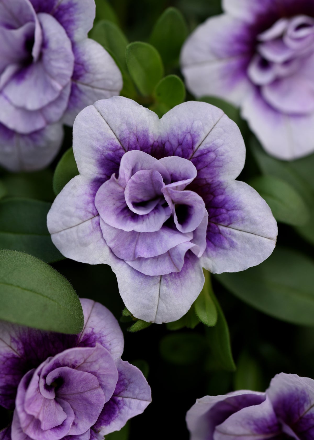 Calibrachoa -  MiniFamous Neo DBL Plumtastic