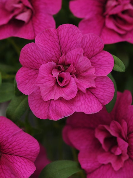 Calibrachoa -  MiniFamous Neo DBL Purple
