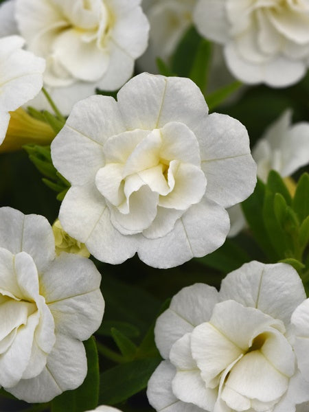Calibrachoa -  MiniFamous Neo DBL White