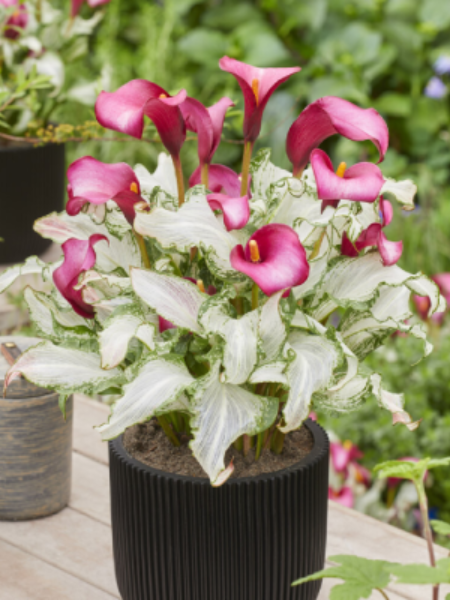 Calla Lily Frozen Queen