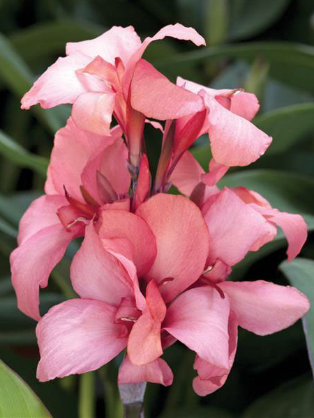 Canna Lily Cannova® Compact Bronze Peach