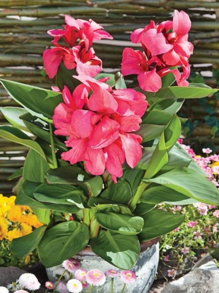 Canna Lily - Cannova® Rose Dark Bud