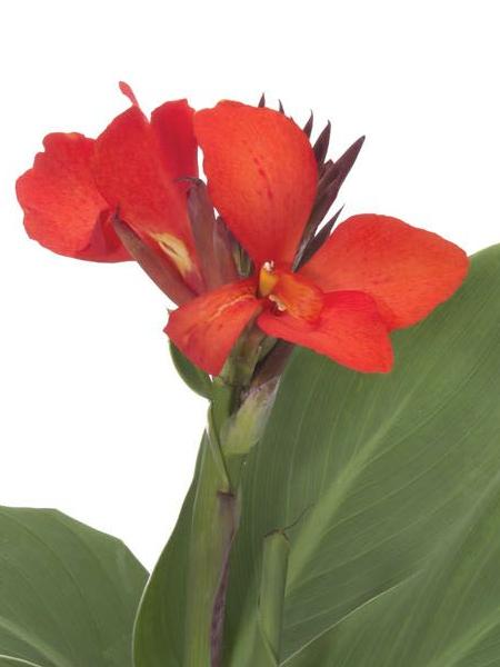 Canna Lily - Cannova Scarlet