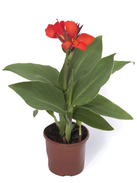 Canna Lily - Cannova Scarlet