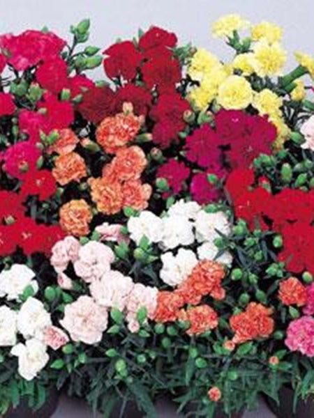 Carnation - Grenadin Mix