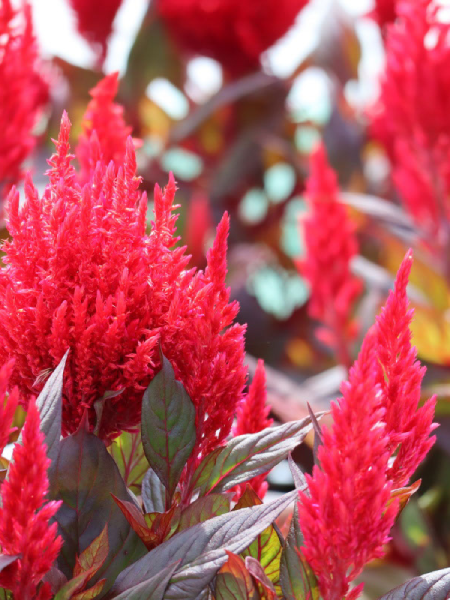 Celosia - Burning Embers