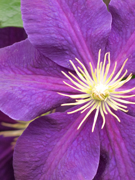 Clematis - Jackman  - 1 Gallon