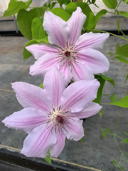 Clematis - Nelly Moser - 1 Gallon