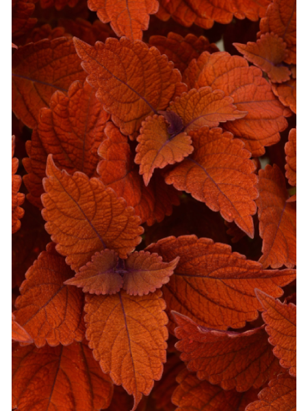 Coleus - Charged Up Inferno