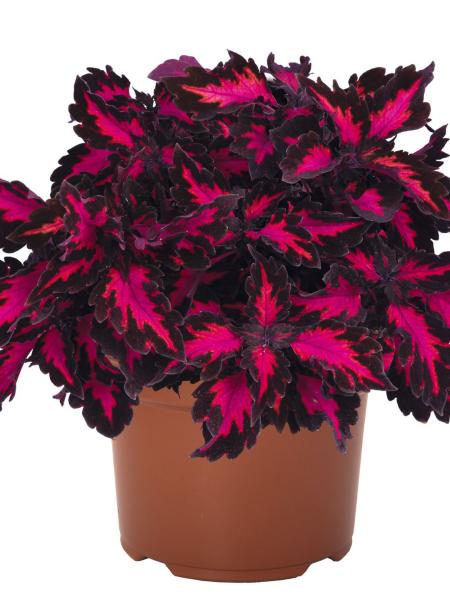 Coleus - Downtown Royalty