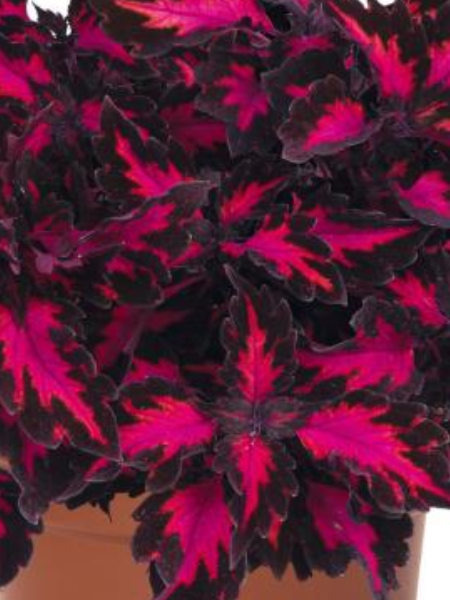 Coleus Downtown Royalty