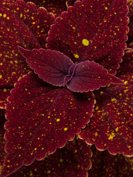 Coleus - Talavera Moondust