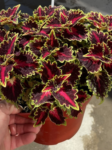 Coleus TerraScape Queen