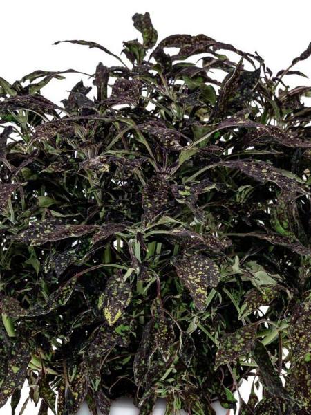Coleus - Downtown NYC Nights
