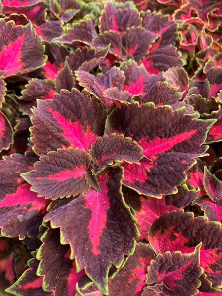 Coleus - Main Street Fifth Avenue