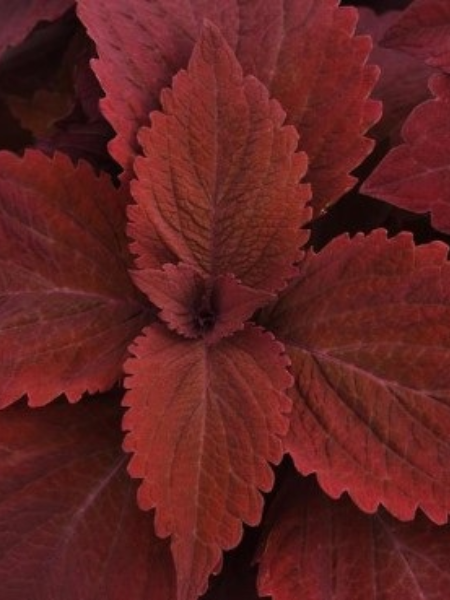 Coleus Sweet Paprika