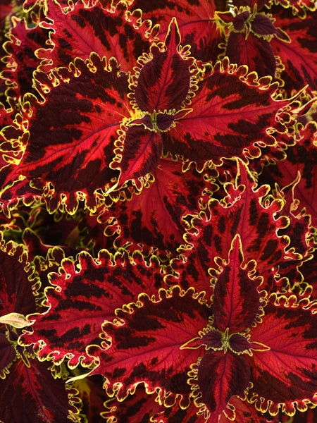 Coleus - Volcanica Solar Flare