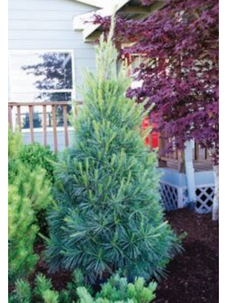 Pine - Columnar White - 5 Gallon